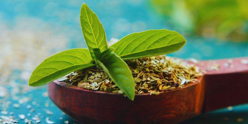 Phenomenal Health Benefits Of Holy Basil You Should Know About